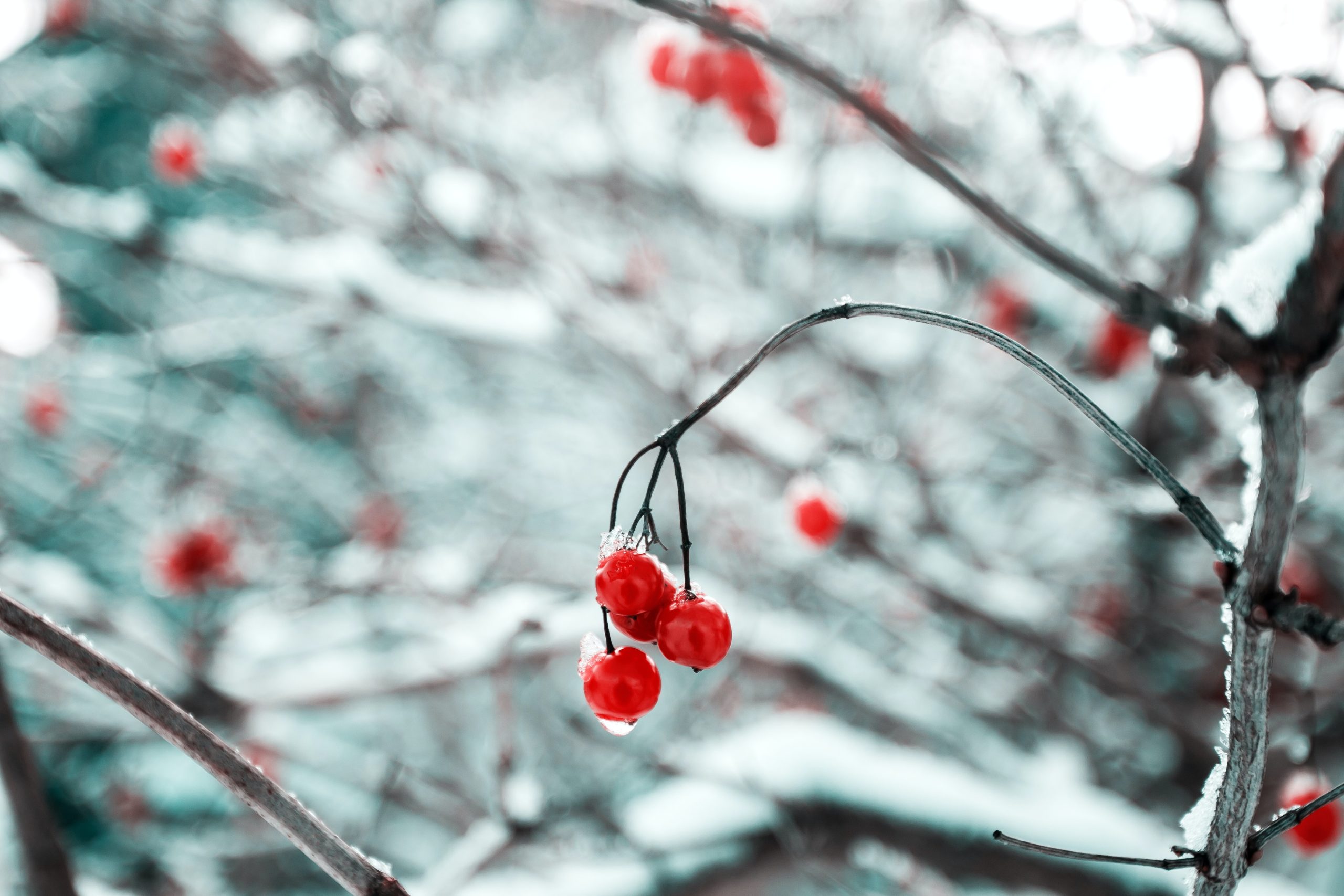 plants-that-can-survive-an-alberta-winter-earth-and-turf-landscaping